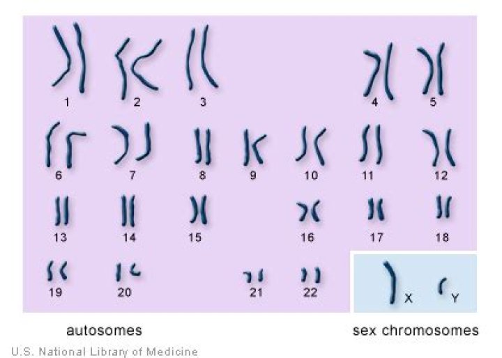 Are 23 pairs of chromosomes identical