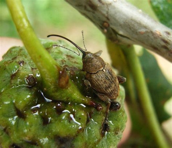 Are acorn weevils harmful