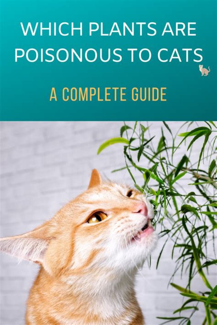 Are agave plants poisonous to cats