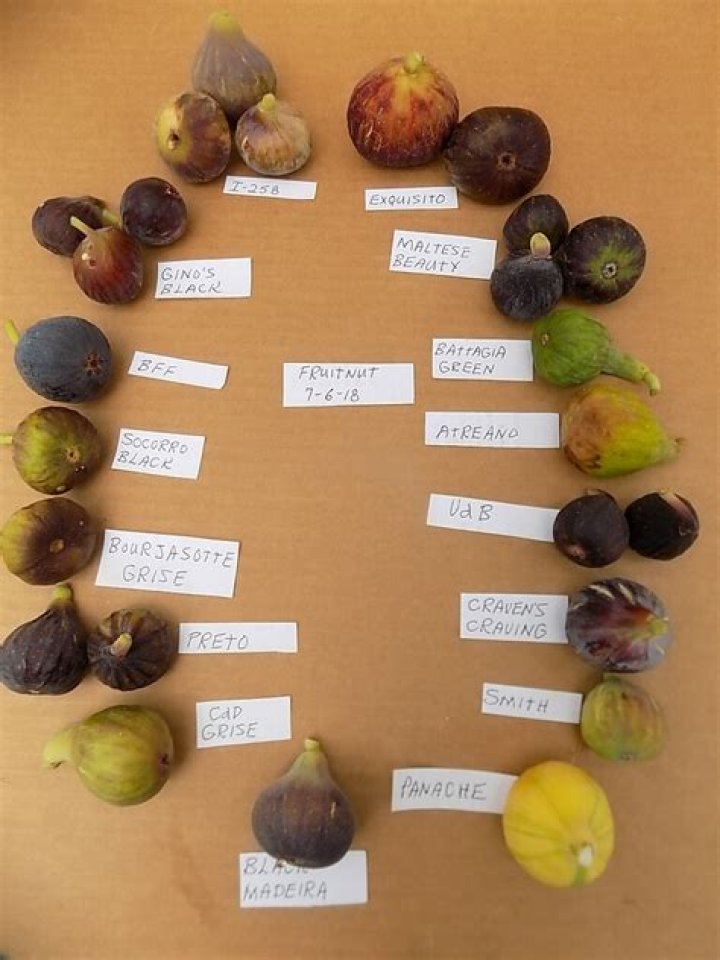Are all fig fruits edible