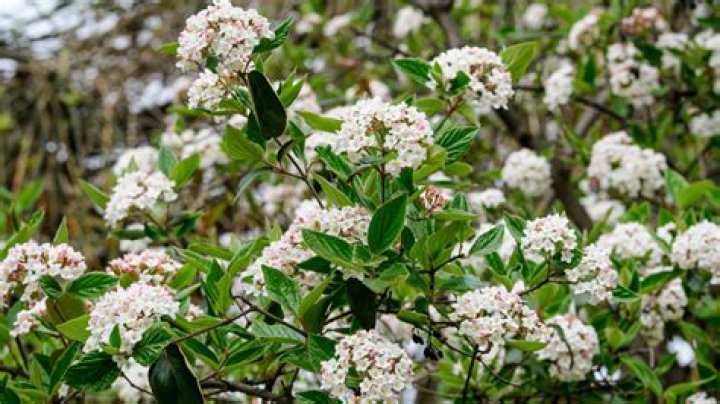 Are all viburnum deer resistant