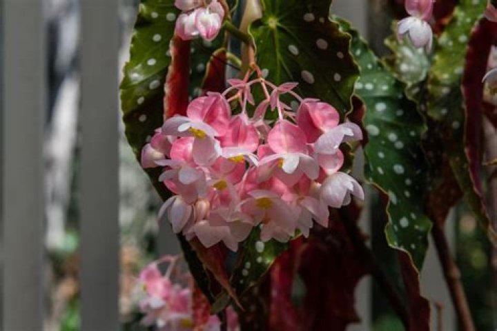 Are angel wing begonias perennials