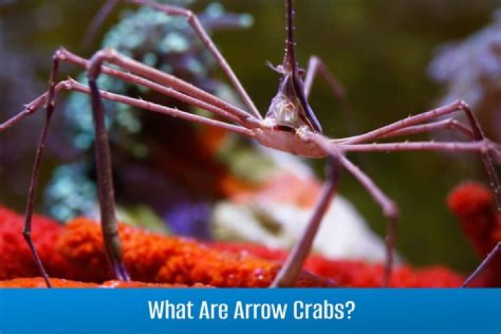 Are arrow crabs reef safe