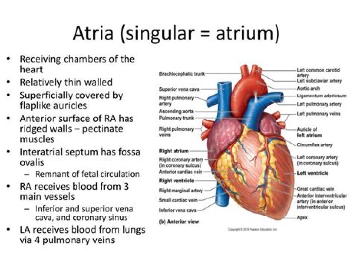 Are atria and Atrium the same thing