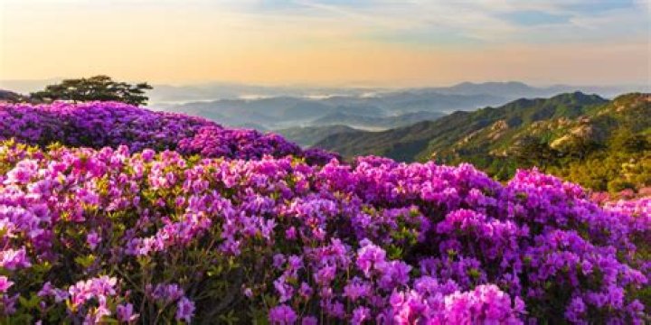 Are azaleas cold hardy