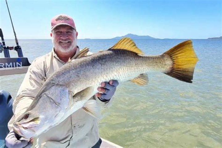 Are barramundi related to Snook