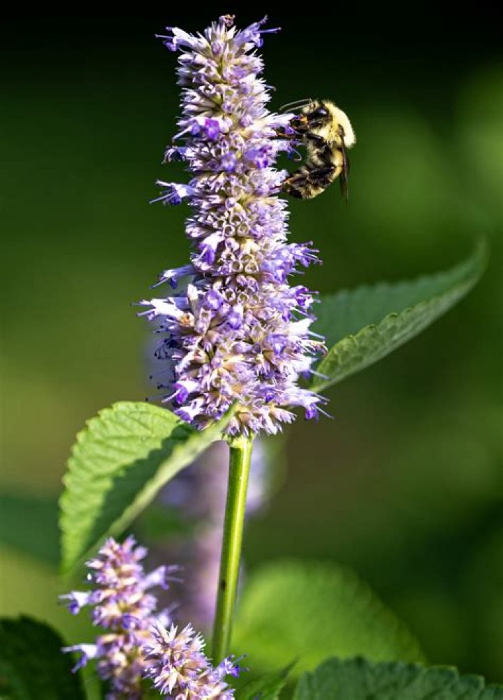 Are bees attracted to lilacs