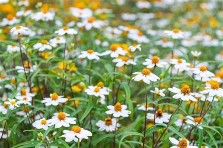 Are Bidens plants perennials