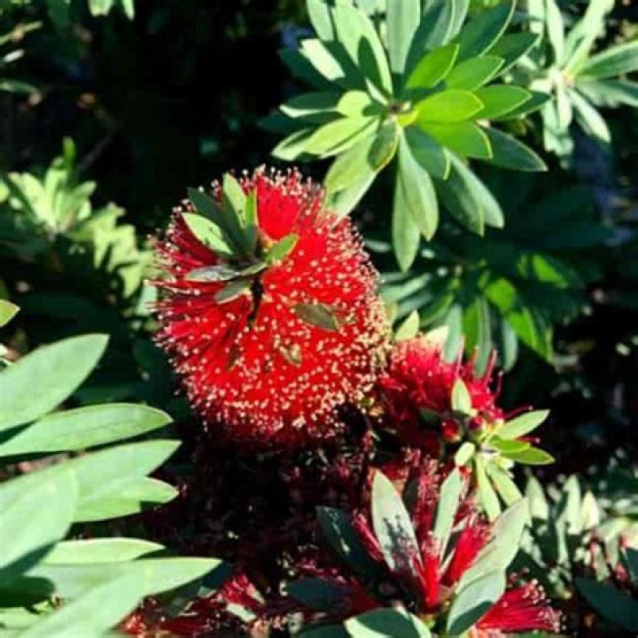 Are bottlebrush plants Evergreen