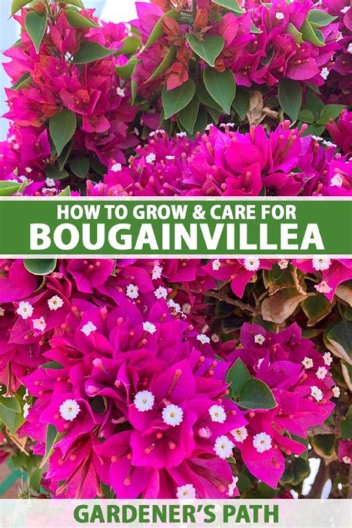 Are bougainvilleas easy to grow