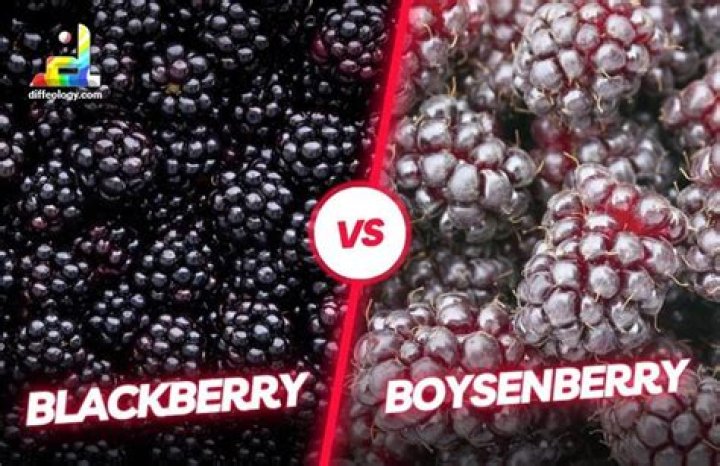 Are boysenberries the same as blackberries
