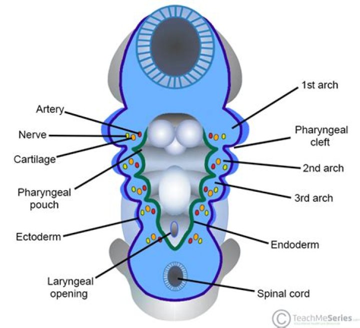Are branchial arches the same as pharyngeal arches