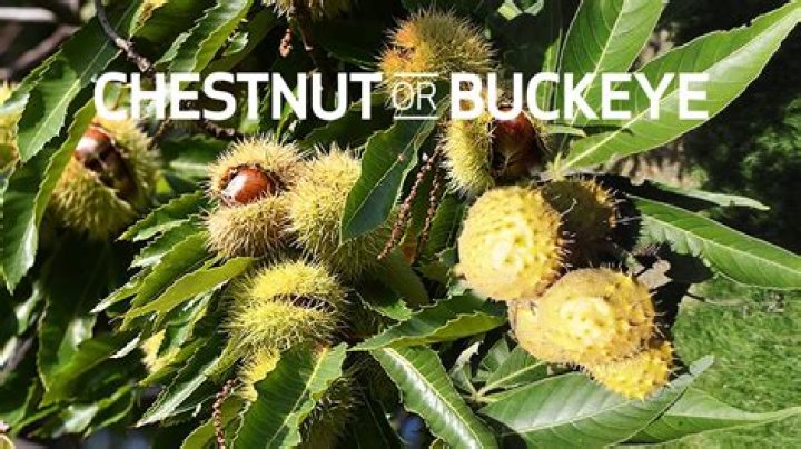 Are Buckeyes the same as chestnuts