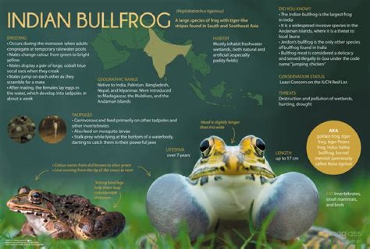 Are bullfrogs beneficial