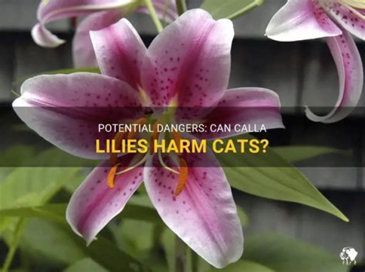 Are calla lilies dangerous for cats