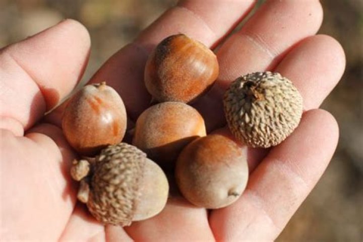 Are chestnut oak acorns edible