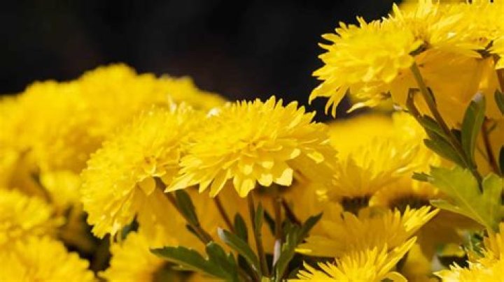 Are chrysanthemum flowers edible