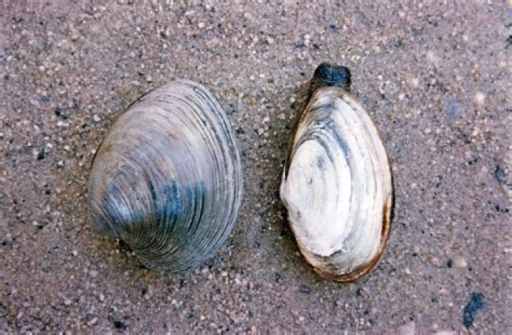 Are clam shells good for your garden