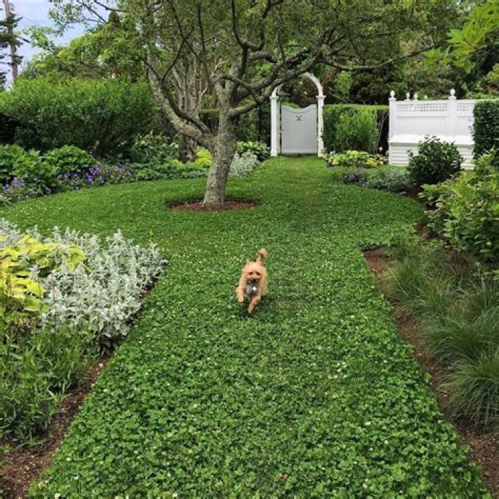 Are clover lawns good for dogs