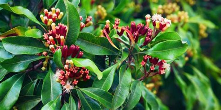 Are cloves a herb