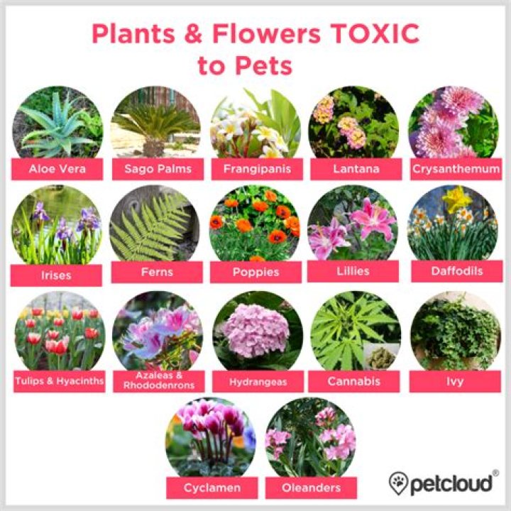 Are coneflowers toxic to dogs