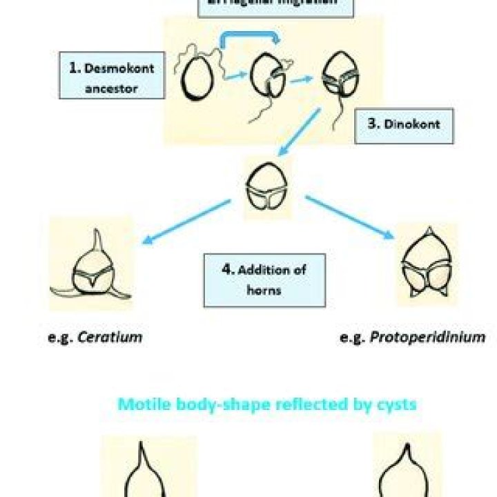 Are cysts motile