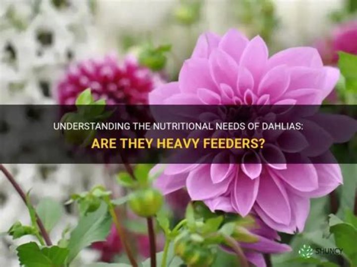 Are dahlias heavy feeders