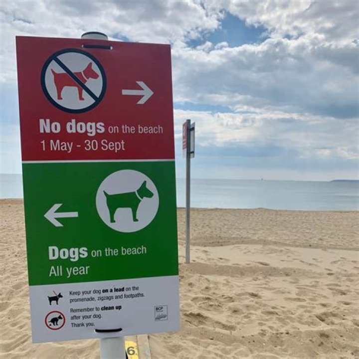 Are dogs allowed at the beach in California