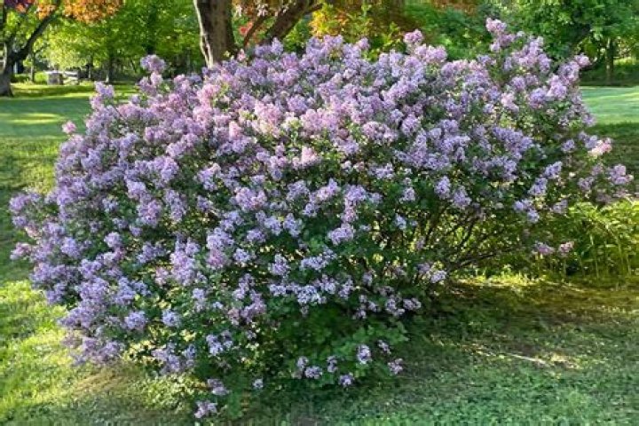 Are dwarf lilacs Evergreen