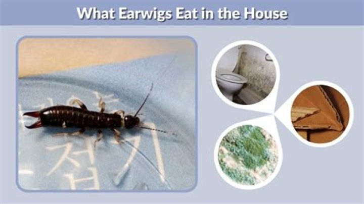 Are earwigs harmful to houses