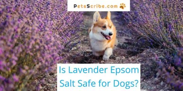 Are Epsom salts safe for dogs