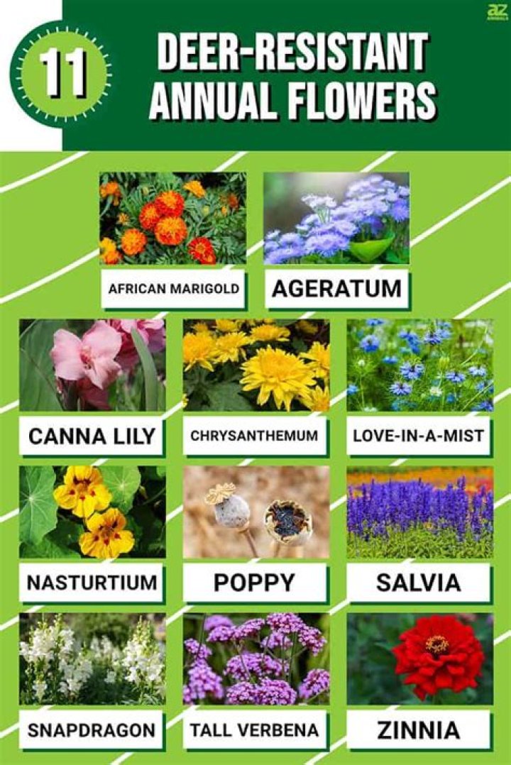 Are Esperanza plants deer resistant