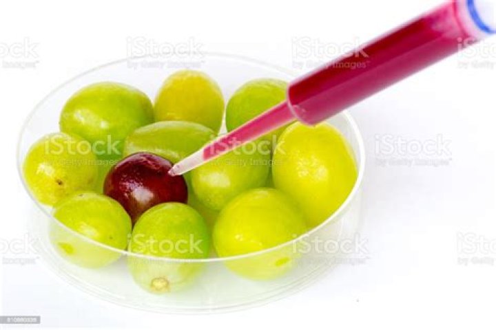 Are Finger grapes genetically modified