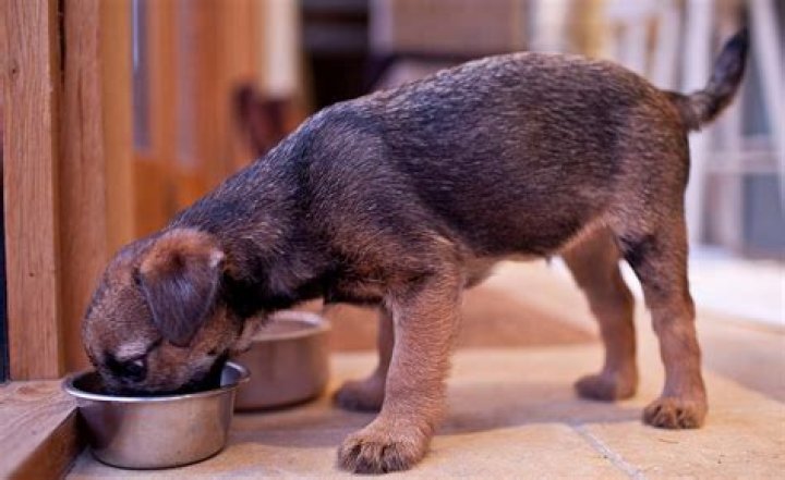 Are garbanzo beans good for dogs