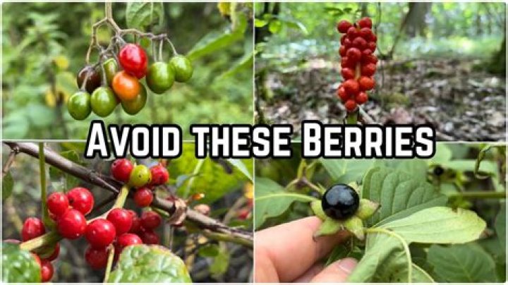 Are gaultheria berries poisonous