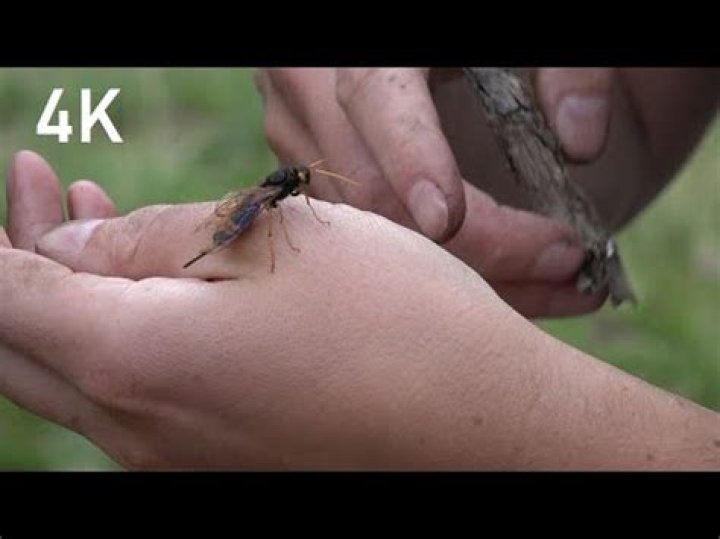 Are giant wood wasps dangerous