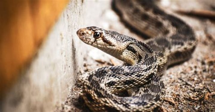 Are gopher snakes aggressive