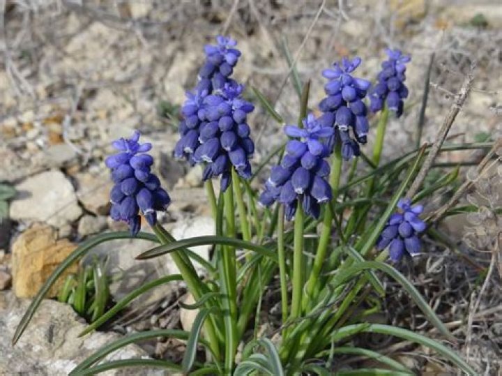 Are grape hyacinths edible