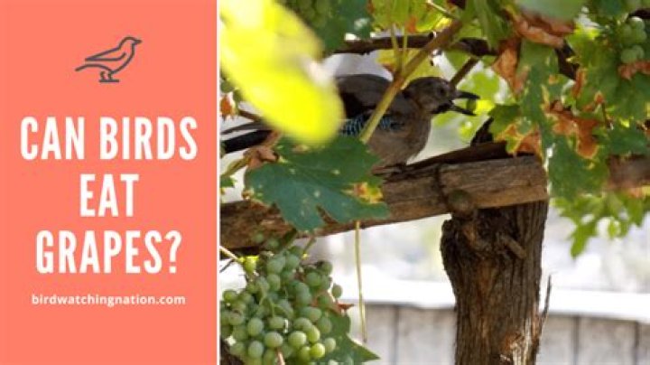 Are grapes good for wild birds