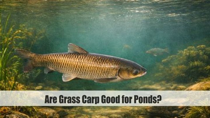Are grass carp good for ponds