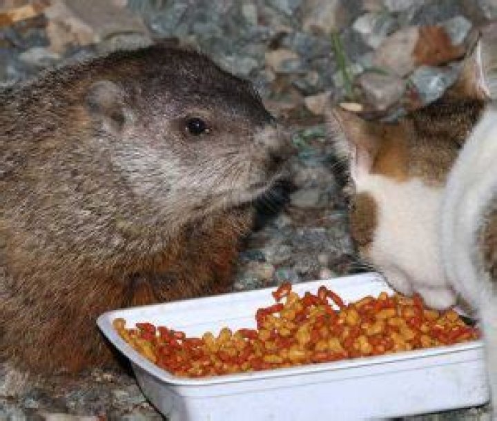 Are groundhogs aggressive towards cats