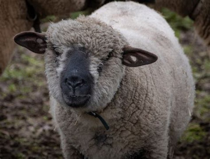 Are Hampshire sheep used for meat