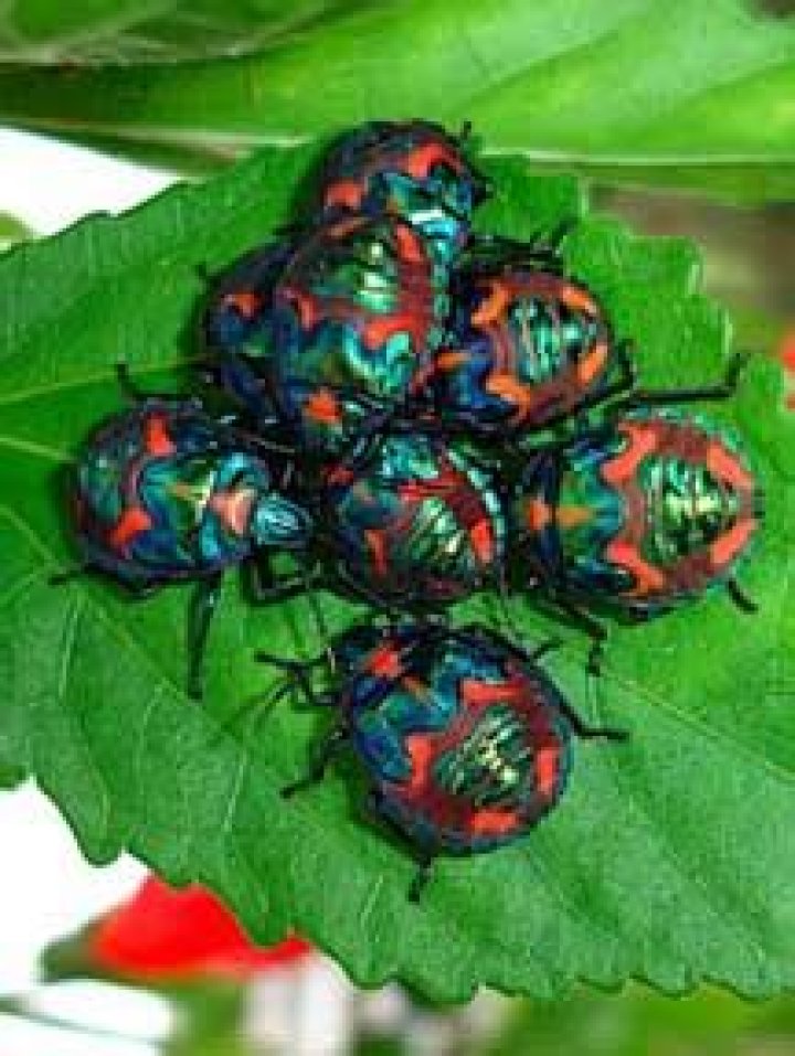Are harlequin bugs poisonous