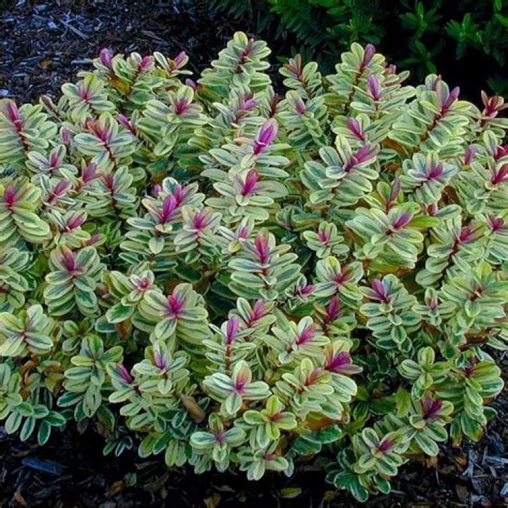 Are Hebes Evergreen