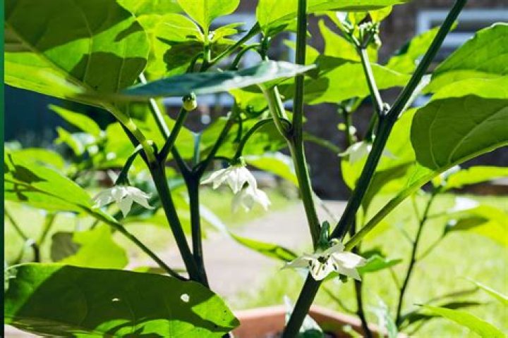 Are jalapeno plants self pollinating