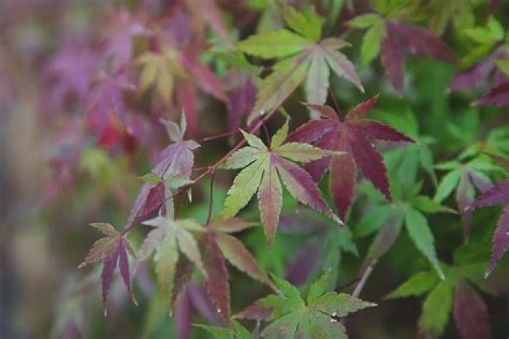 Are Japanese maples invasive