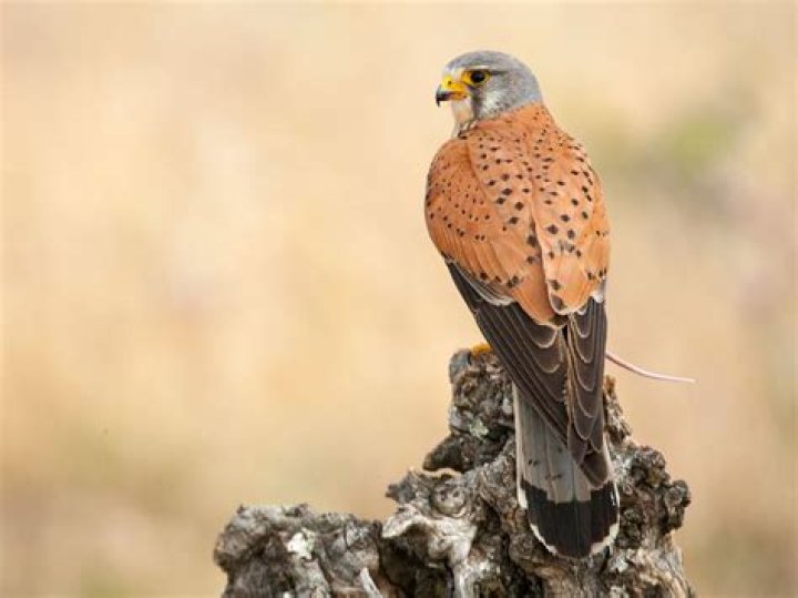 Are kestrels carnivores