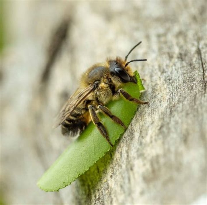 Are leaf cutter bees good or bad