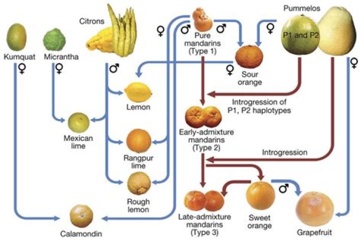 Are lemons genetically made