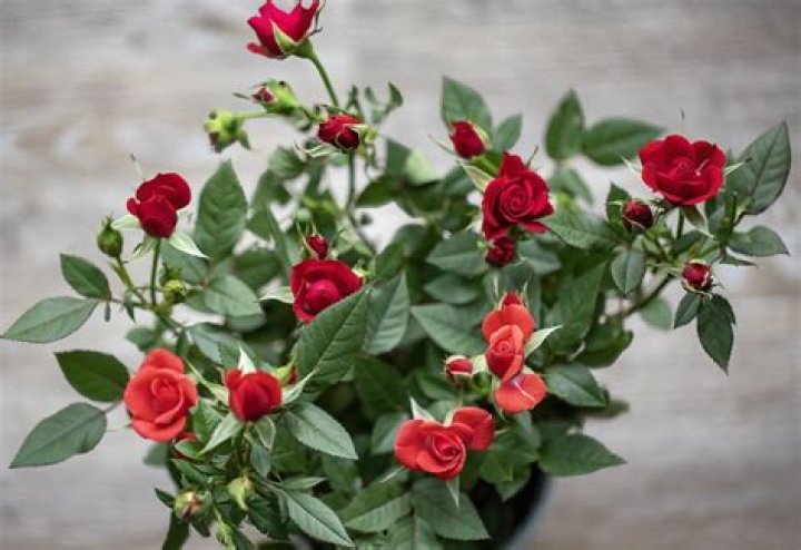 Are miniature roses edible